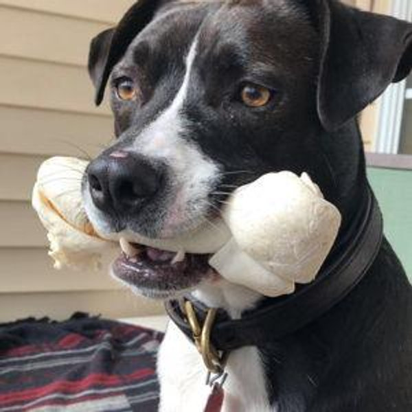 Pet Sitter during the Honeymoon