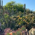 Desert Botanical Garden