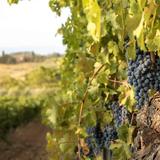 Degustazioni Val d'Orcia