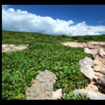 Bosque Estatal de Guánica