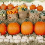 Southern Hill Farms Fall Festival
