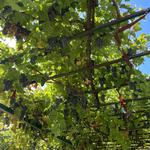 Wine Tasting in Nemea