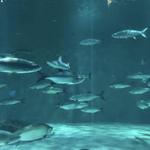 Audubon Aquarium
