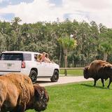 Wild Florida Drive-thru Safari Park