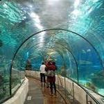 The Dallas World Aquarium