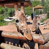 Cheyenne Mountain Zoo