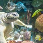 New England Aquarium