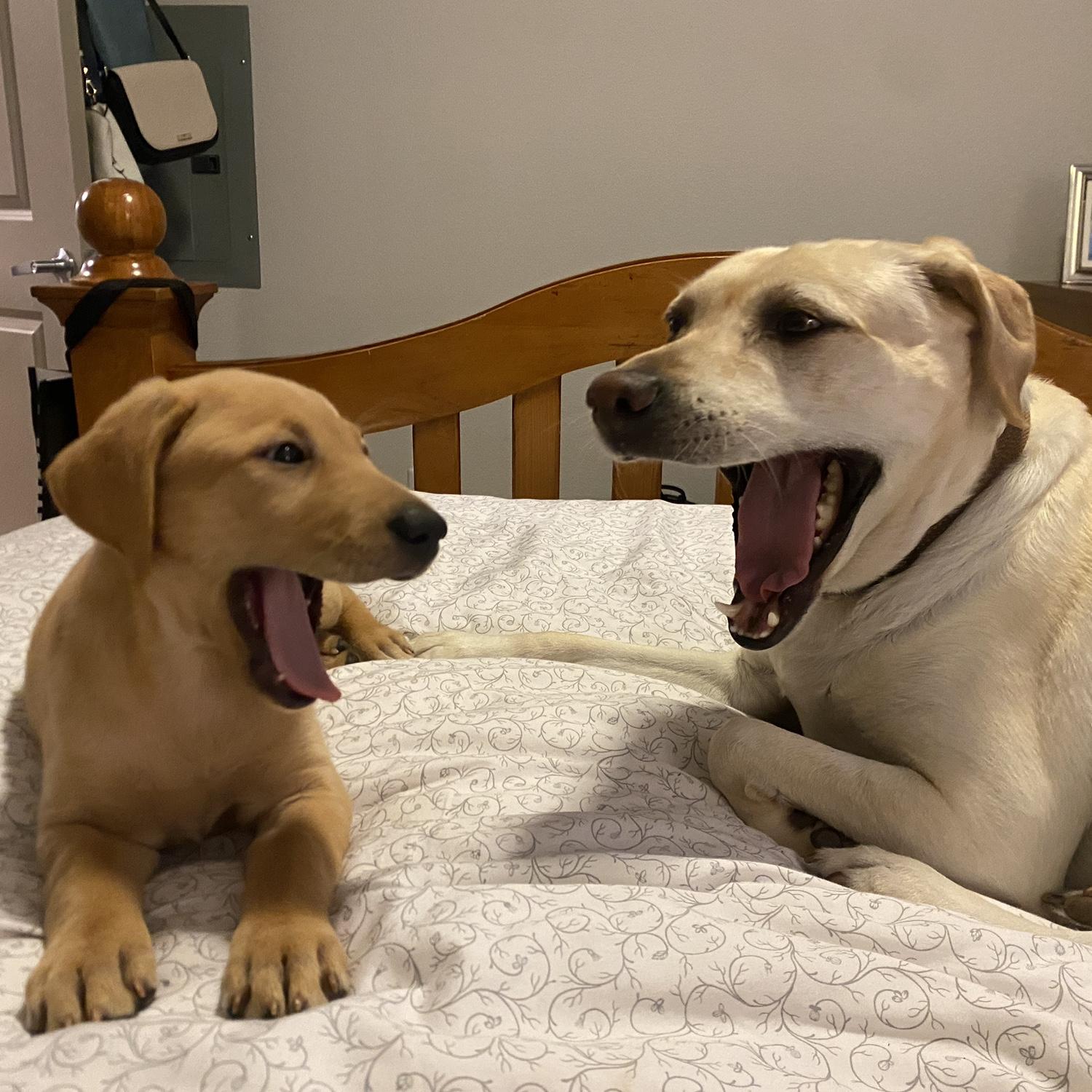 August 2022- Riley and Harper getting to know each other