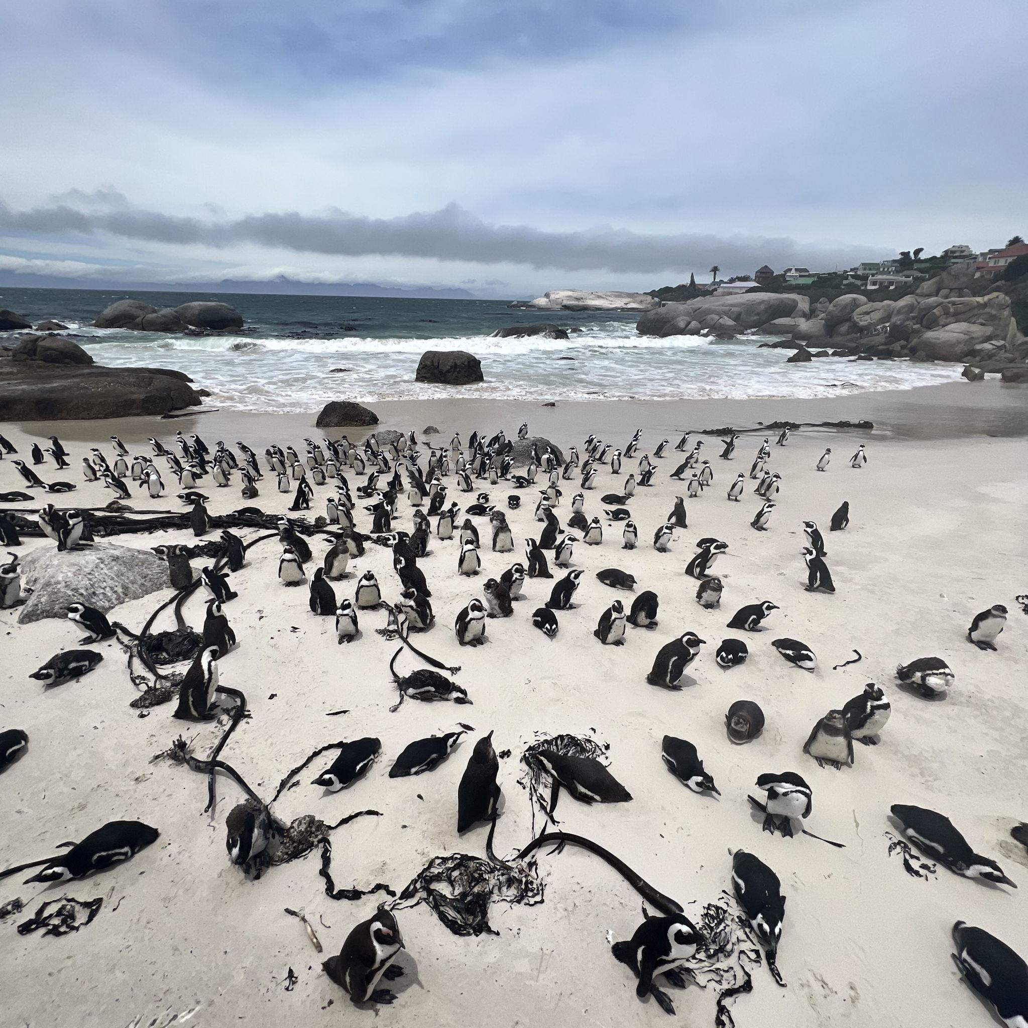 Boulder, home of the South African Penguin December 2022.