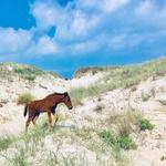Wild Horse Adventure Tours