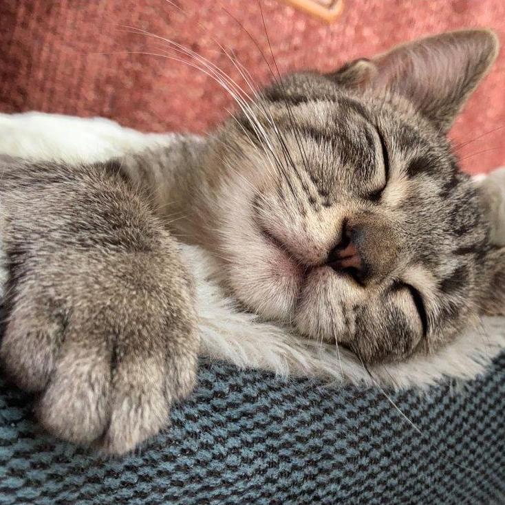 Kitten years