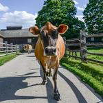 Billings Farm & Museum