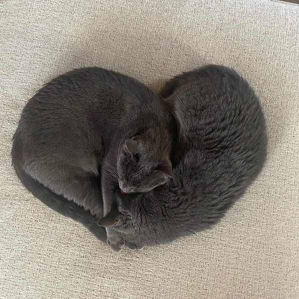 9 Lives Cat Rescue - Madison, WI