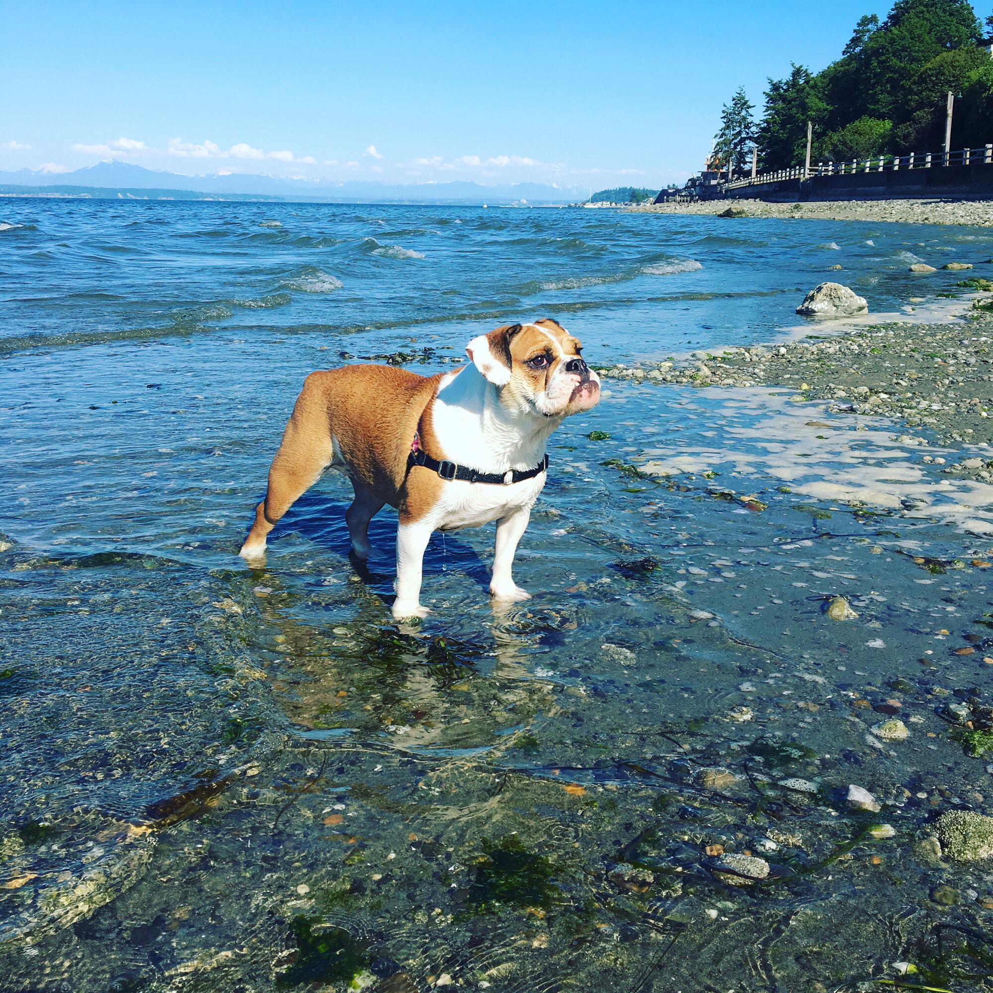 Sophie’s trip to Whidbey Island