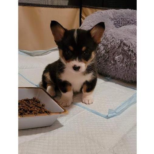 The night we got Remi