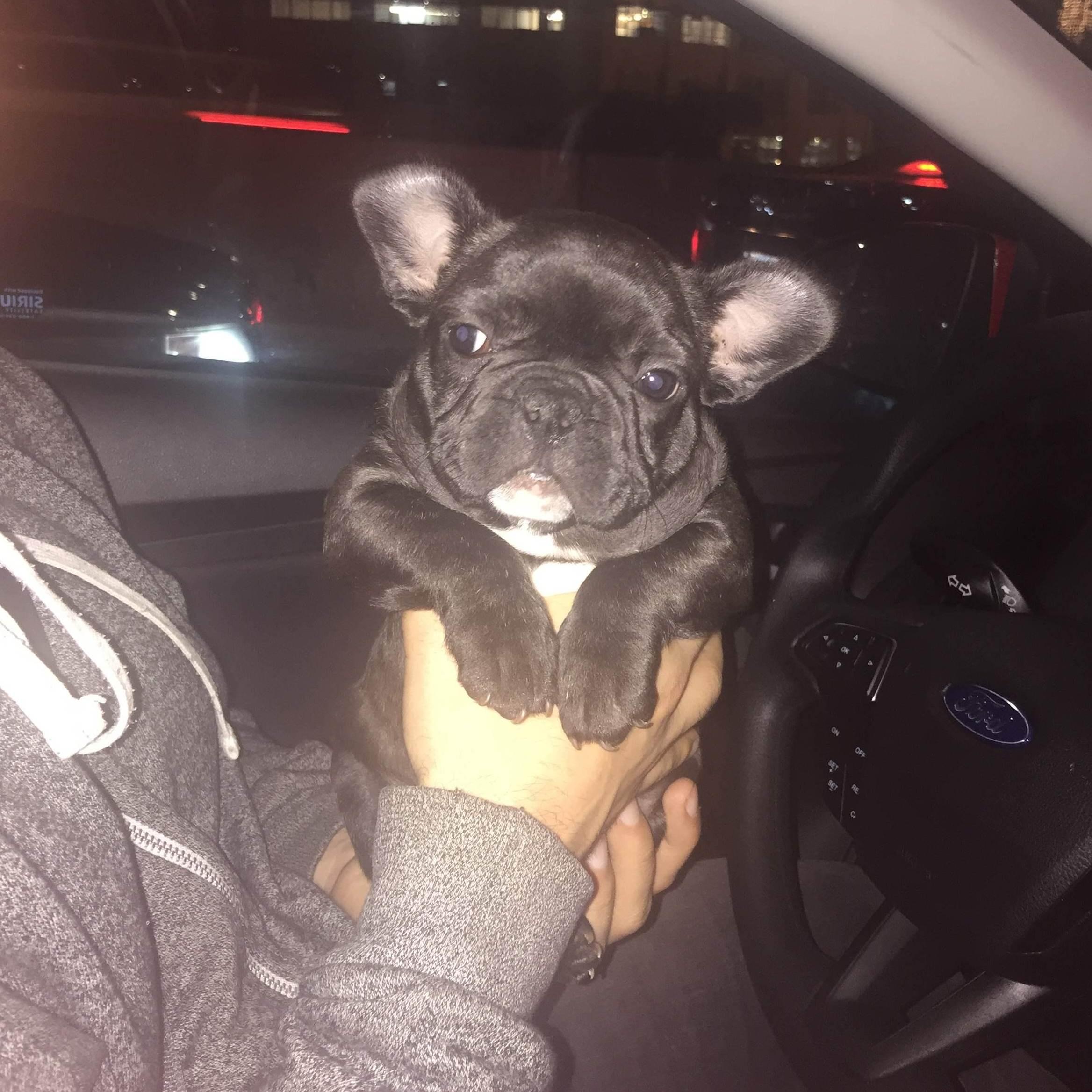 Picking up Meatball in Long Island - thank you, Craigslist 2017