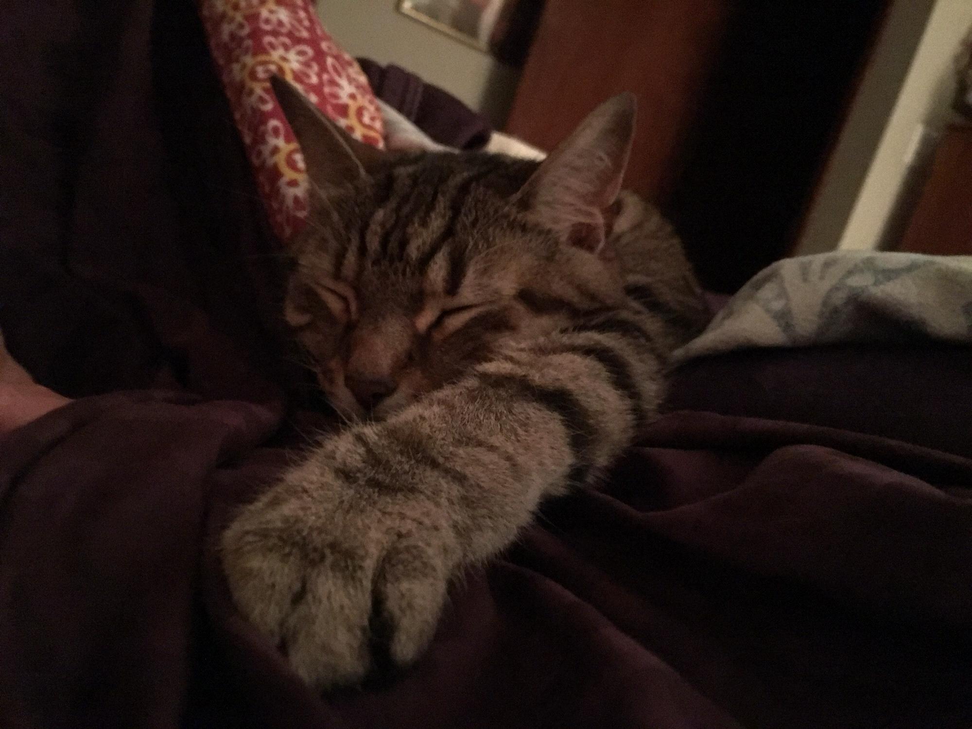 Spoiled cat Harlyn