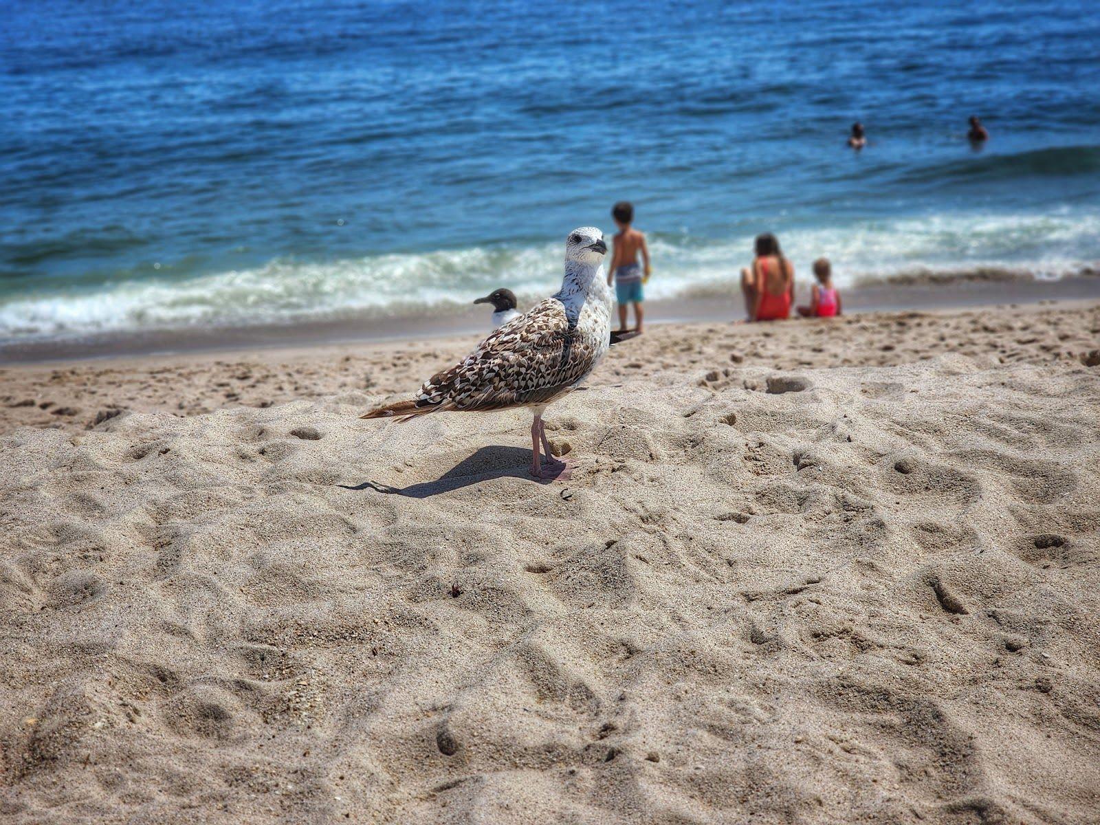 The Wedding Website of Matthew Sheffield and Sophia Jaffe