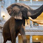 Smithsonian National Museum of Natural History