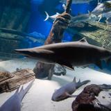 Riverhead Aquarium