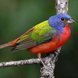 WATCHING BUNTINGS IN THE BACKYARD