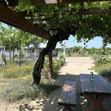 Clark Ferrea Winery