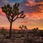 Joshua Tree National Park