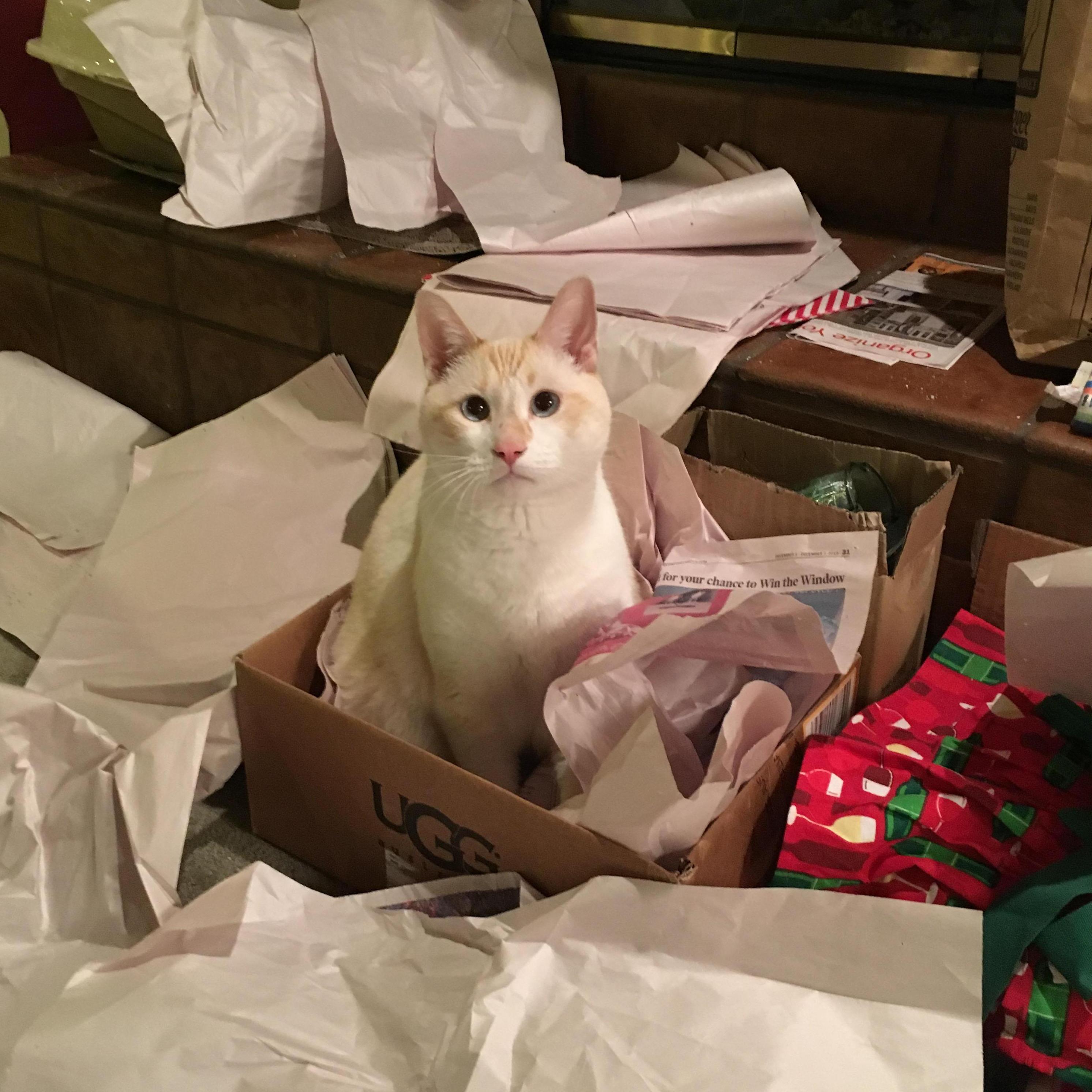 We got an Alan for "Christmas" - Jan 2016