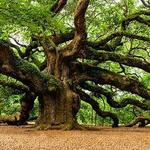 Angel Oak Tree-Estimated between 300-500 years old!