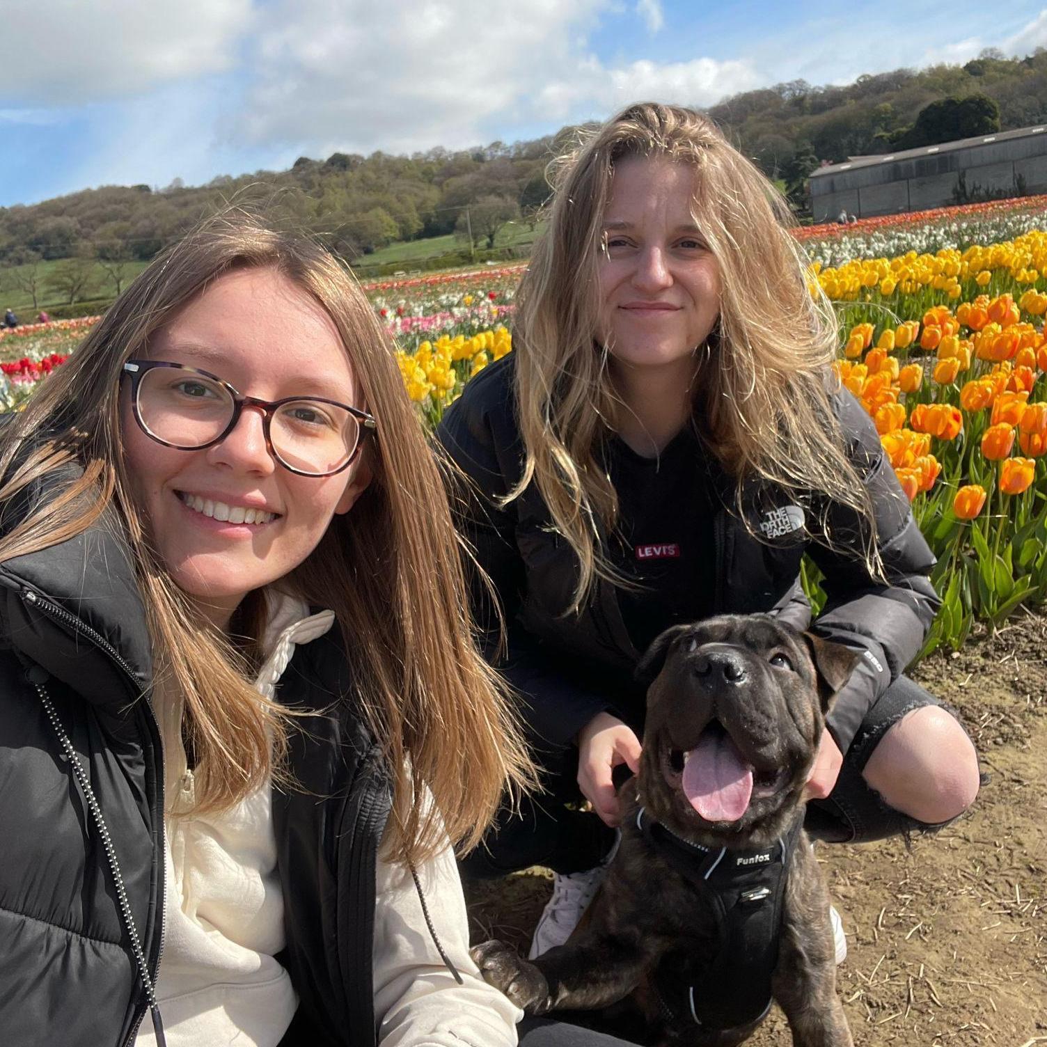 Tulip fields with roobear