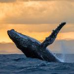 Whale Watching