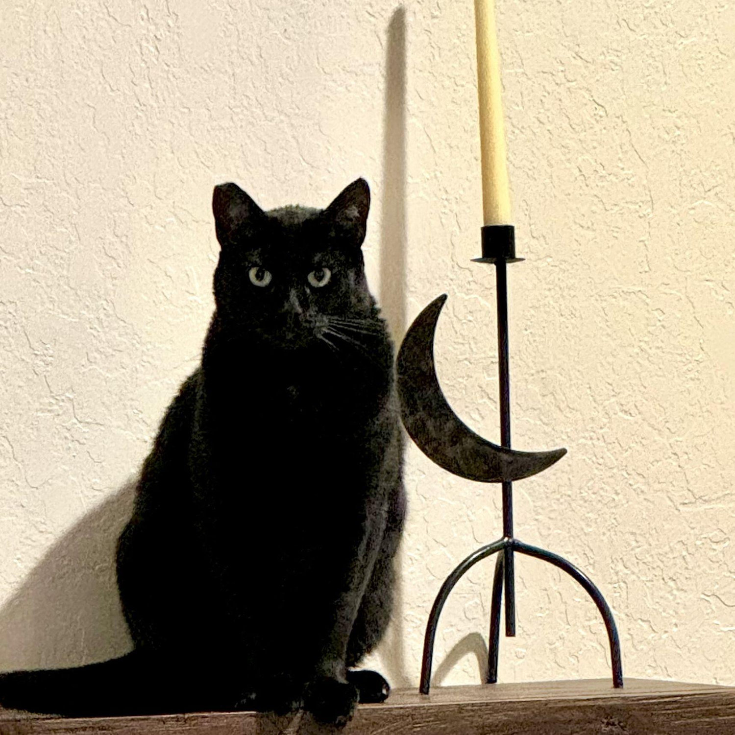 Our Miss Mama kitty