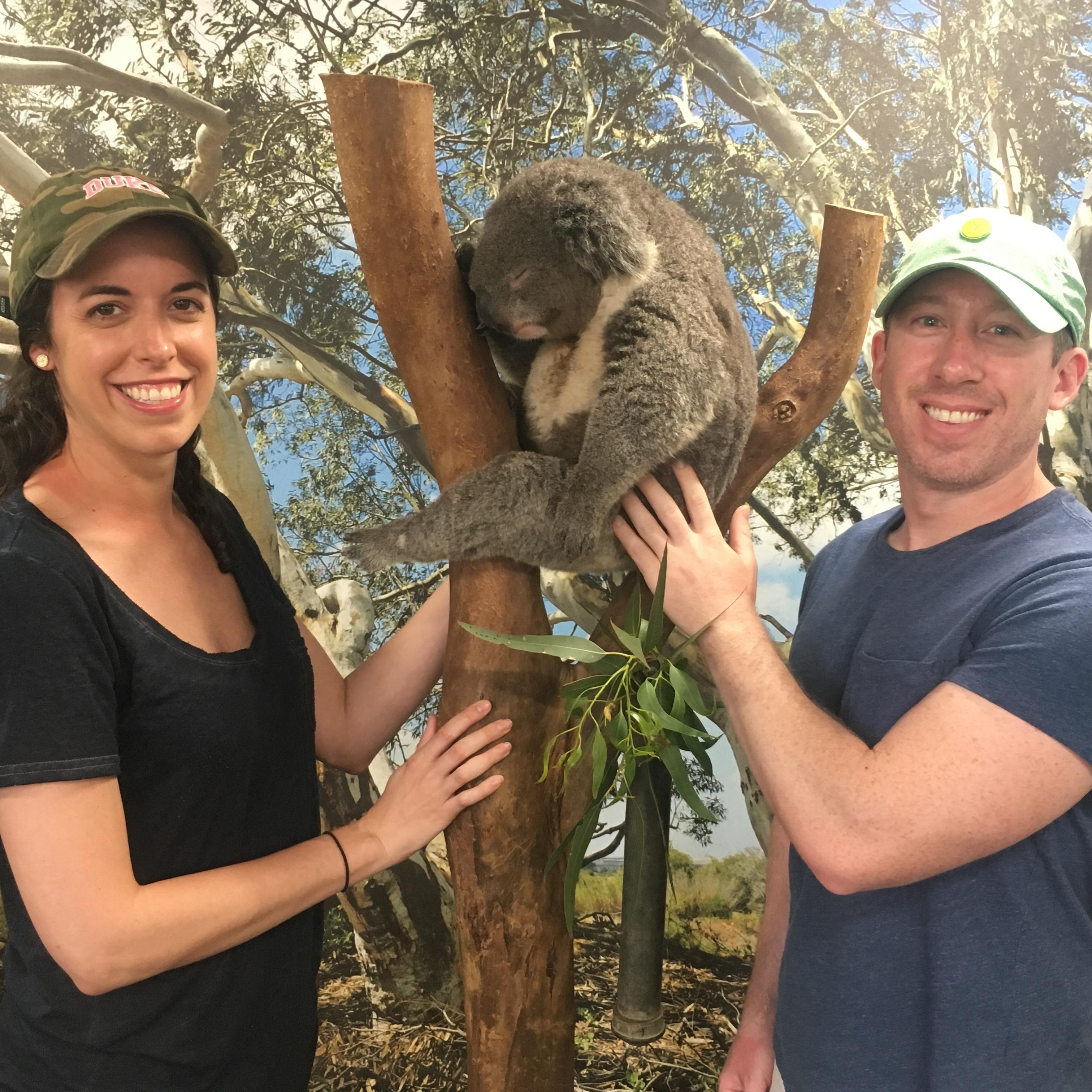 Petting a drunk koala friend at a wildlife park in northern Australia