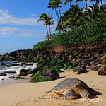 Laniakea Beach (Turtle Beach)
