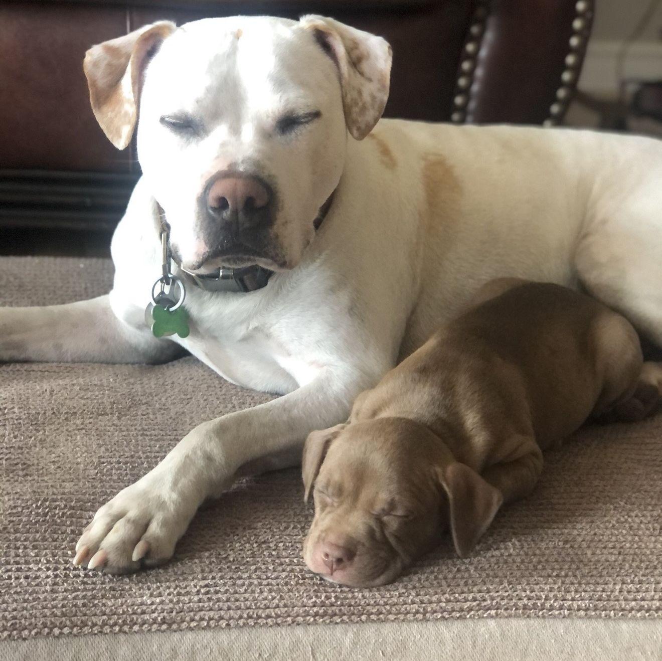 Miss Summer and Tully were the best of friends right away!
March 2021