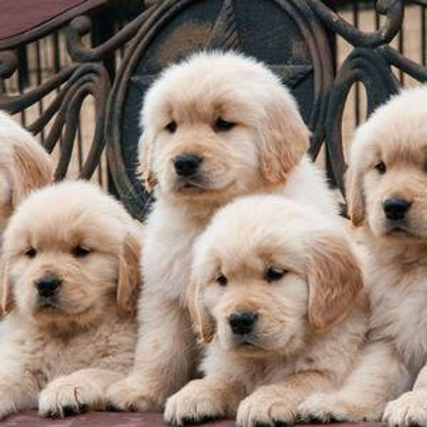 New Puppy Fund!