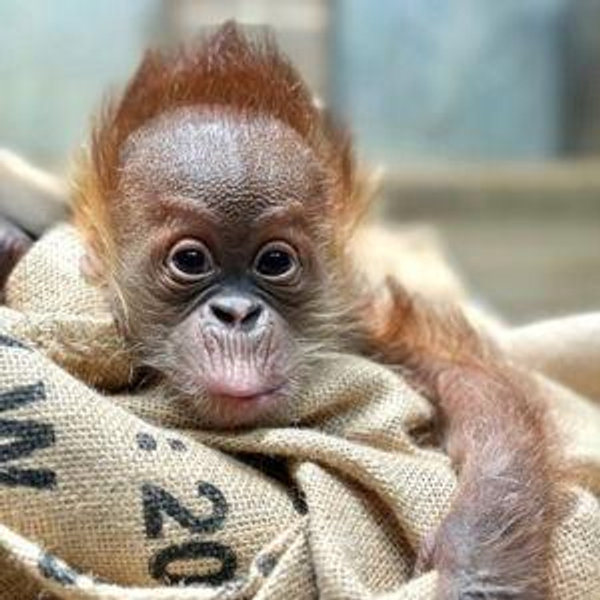 Enrichment Items for Andrea's Beloved Apes