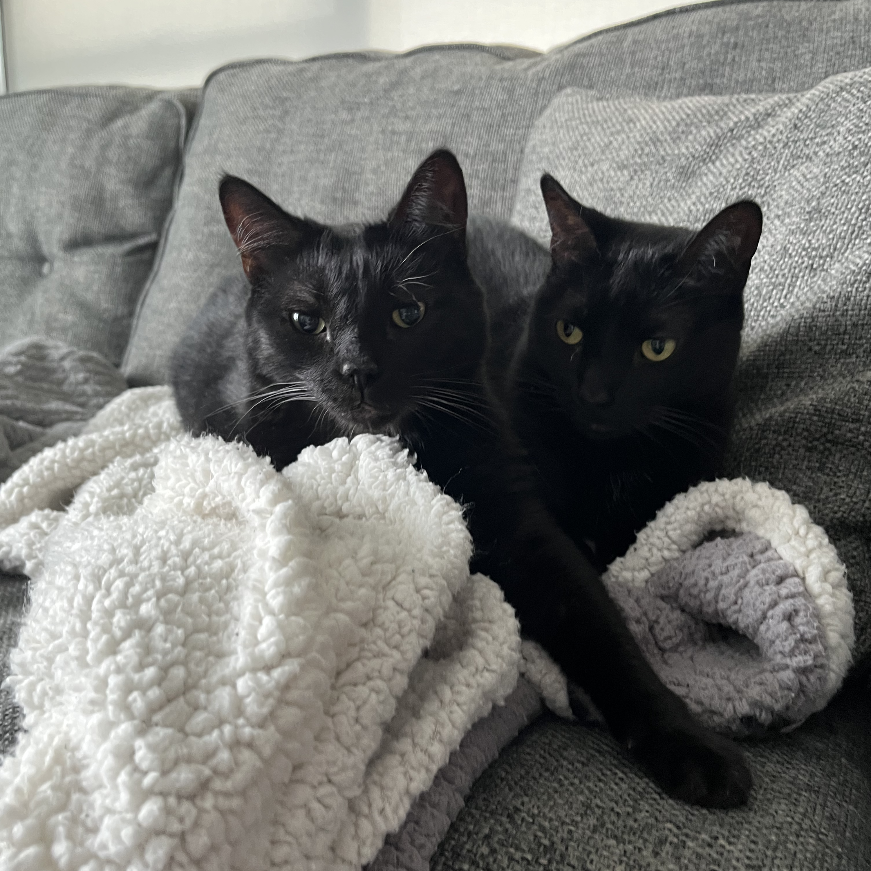 Our Fur-babies, Bella and Luna