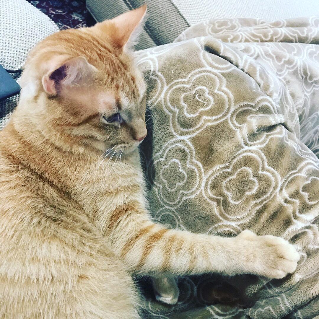 George on Mom's lap-2018 Charleston, SC