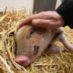 Farm Sanctuary