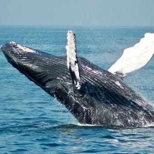 Whale Watching Boat Experience