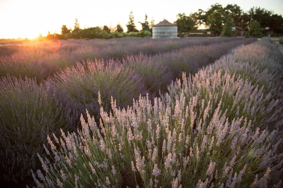 The Wedding Website of Emily Rose Nieman and Jayce Michael Marzette