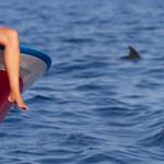 Whale and dolphin watching tours
