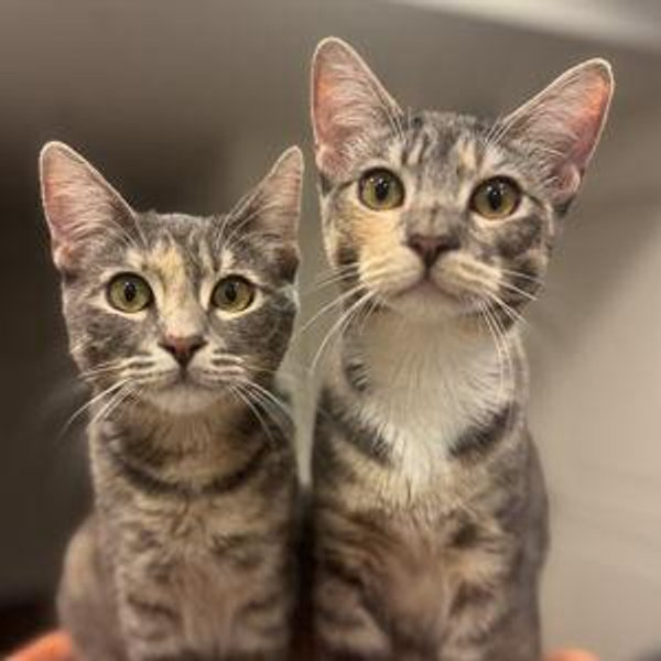 The Kitty Registry