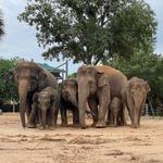Houston Zoo