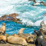 La Jolla Cove