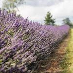 Indigo Lavender Farms