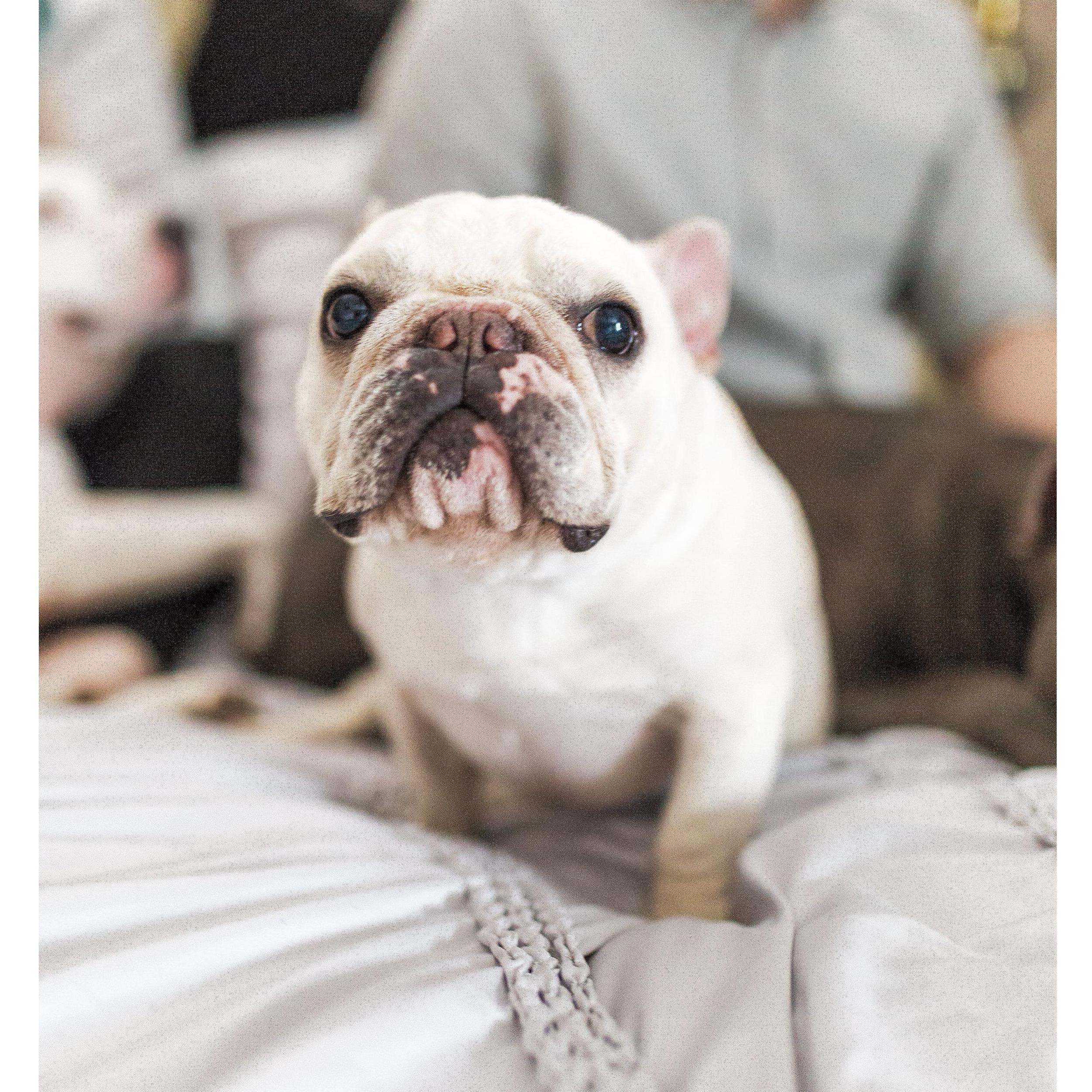 Our precious, precious Wibby dog. The first tradegy in our relationship showed us so much about how much we loved one another and our family.
