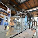Witte Museum