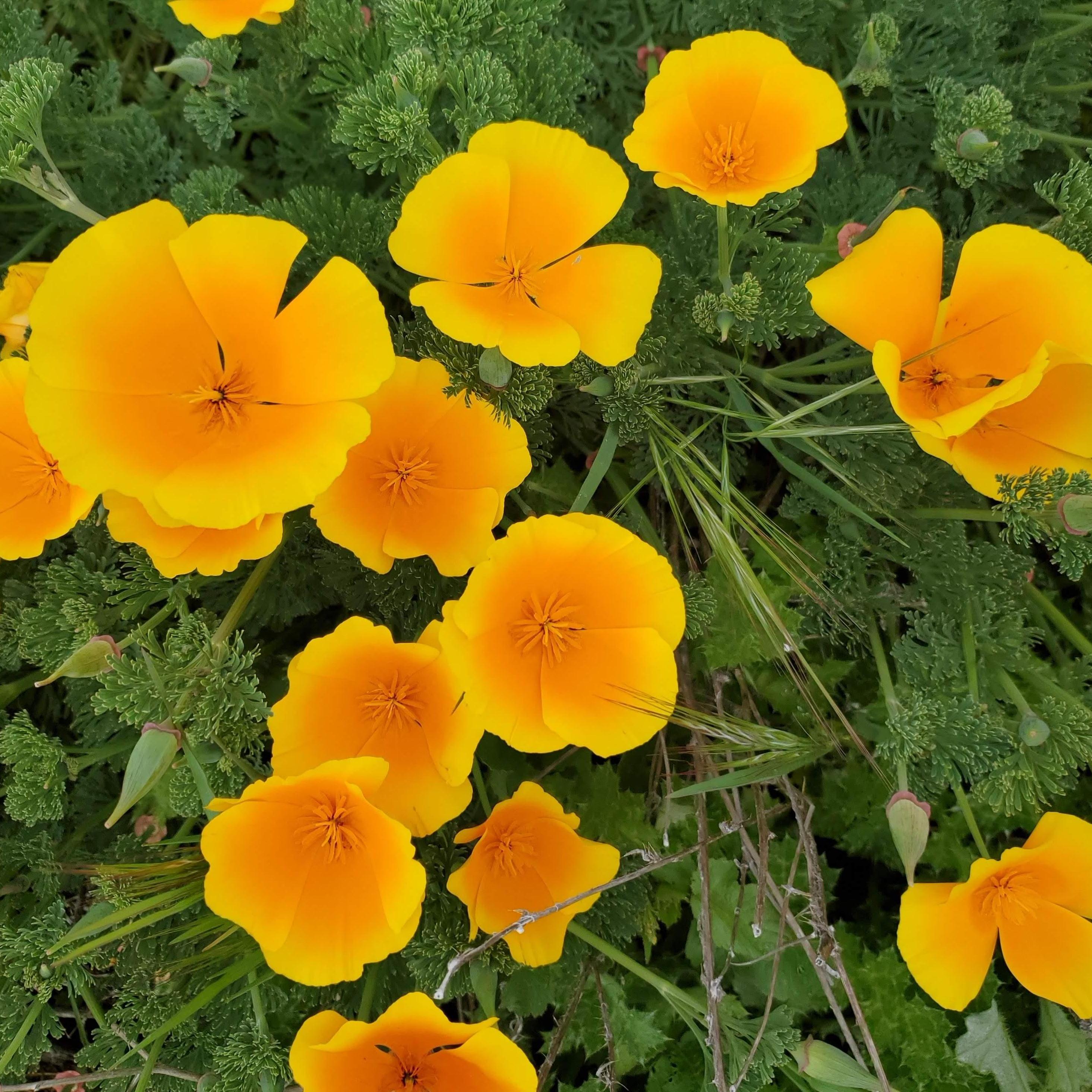 California Poppies on a hike right before we left California